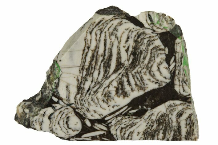 Polished Mesoproterozoic Stromatolite - Siberia #179998